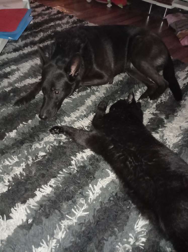 Hundetreffen-Treenetal und Eulenwanderweg-Profilbild