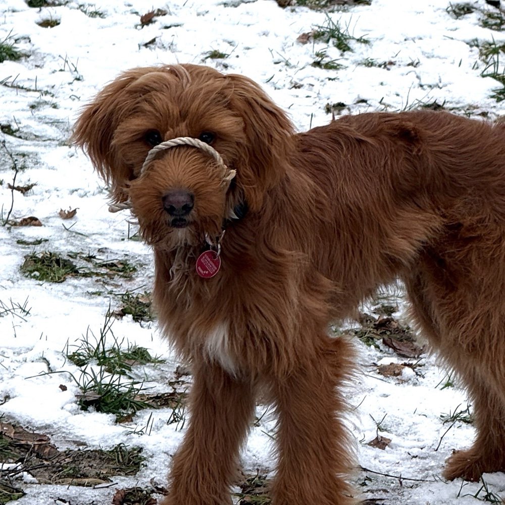 Hundetreffen-Junghundetreffen am Ziestsee-Profilbild