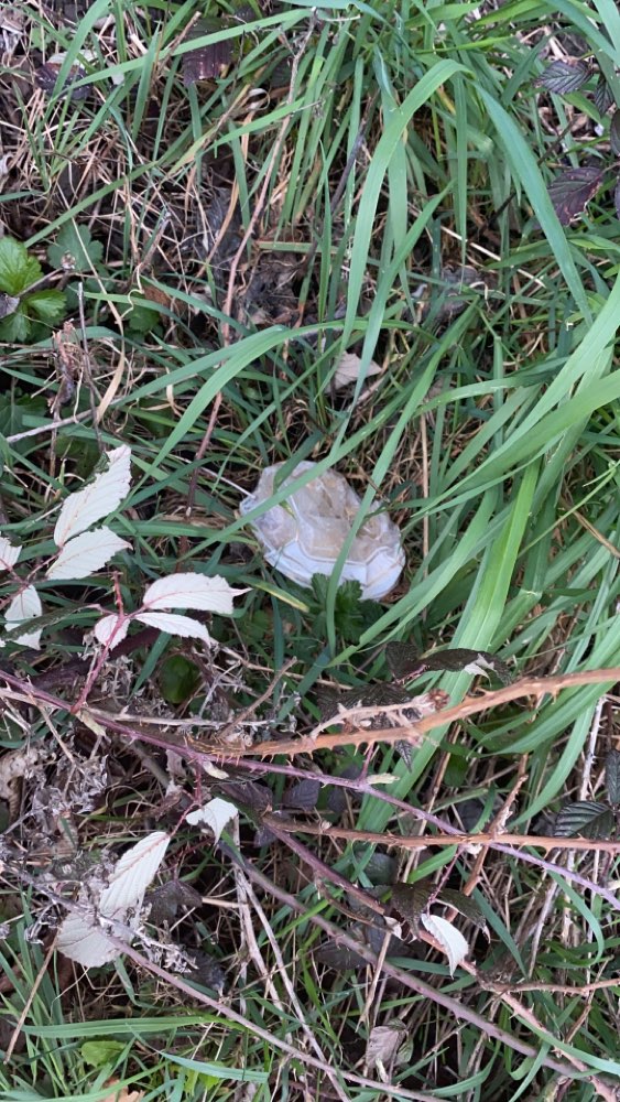 Giftköder-Möglicher Giftköder-Profilbild