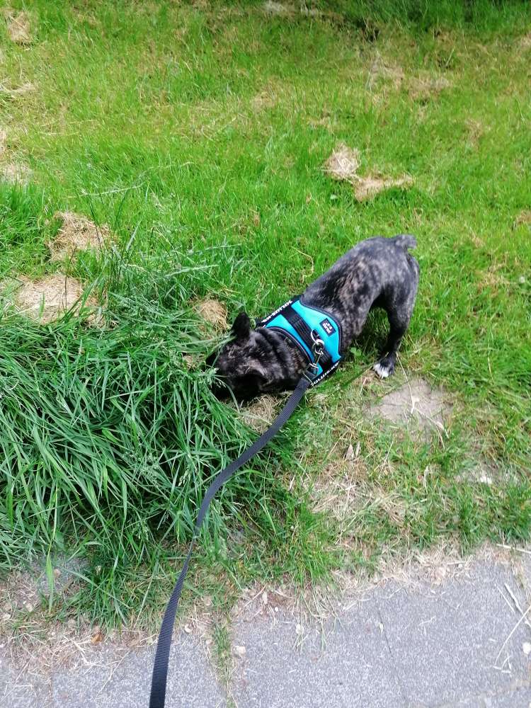 Hundetreffen-Gassirunde/ Spielrunde Nähe Reinbek gesucht-Profilbild