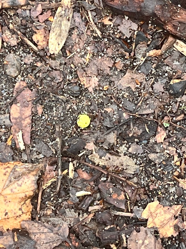 Giftköder-Rattengift?!-Profilbild