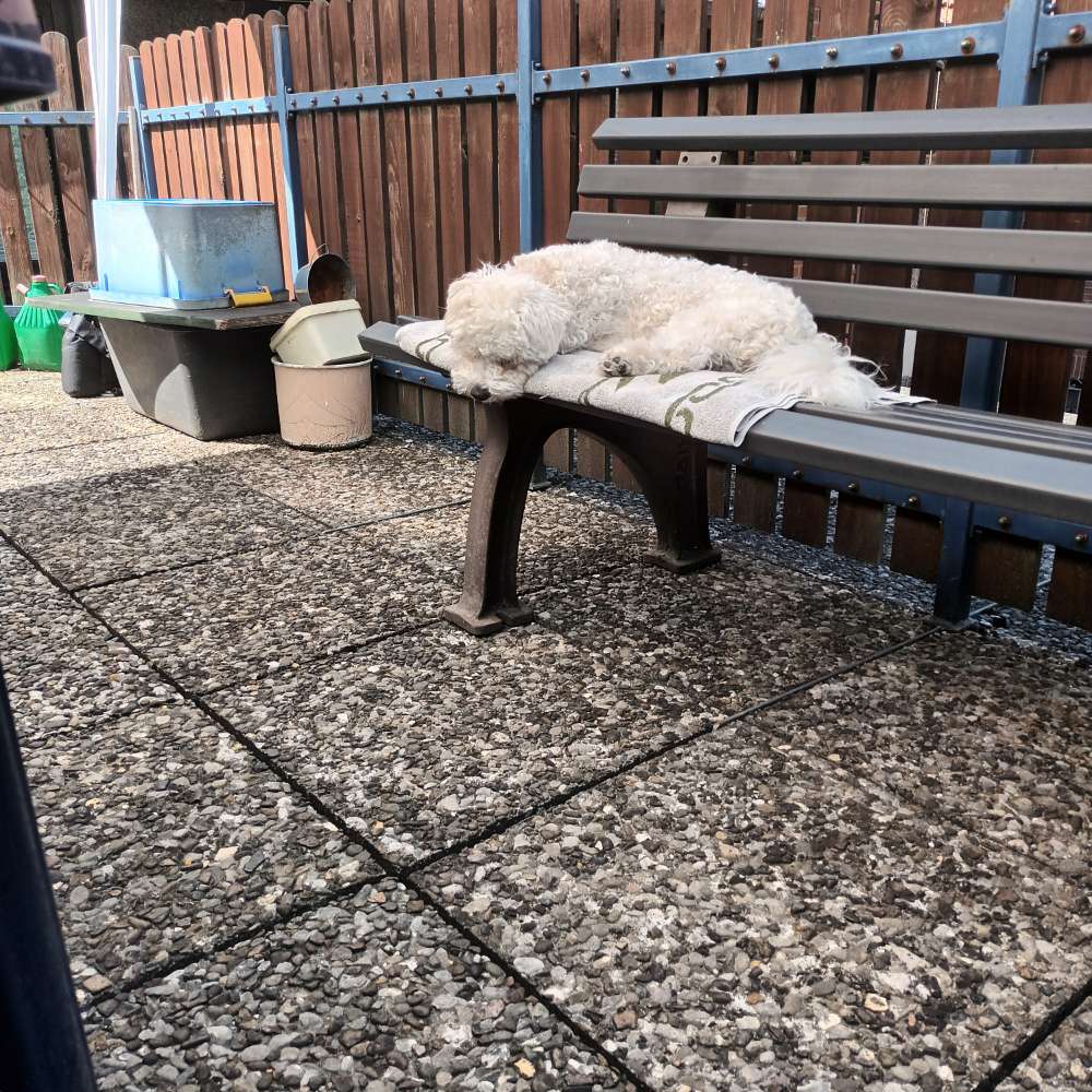 Hundetreffen-Gassi - und Spielrunde-Profilbild