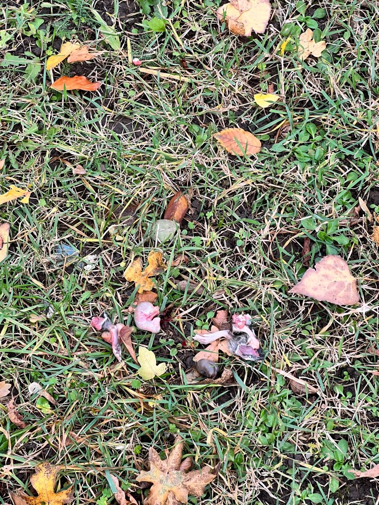 Giftköder-Innerein vom Tier-Profilbild