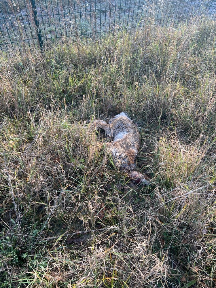 Giftköder-Totes Reh-Profilbild