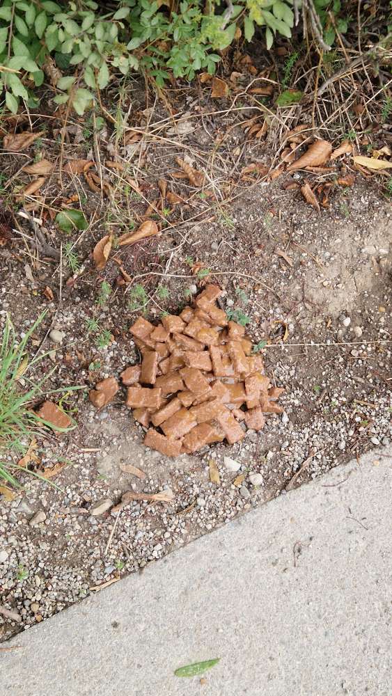 Giftköder-Evtl. Giftköder-Profilbild