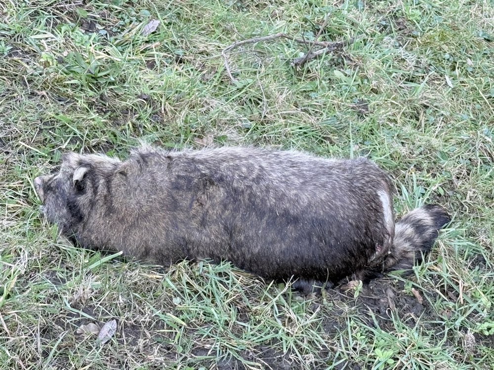Giftköder-Toter Waschbär-Profilbild