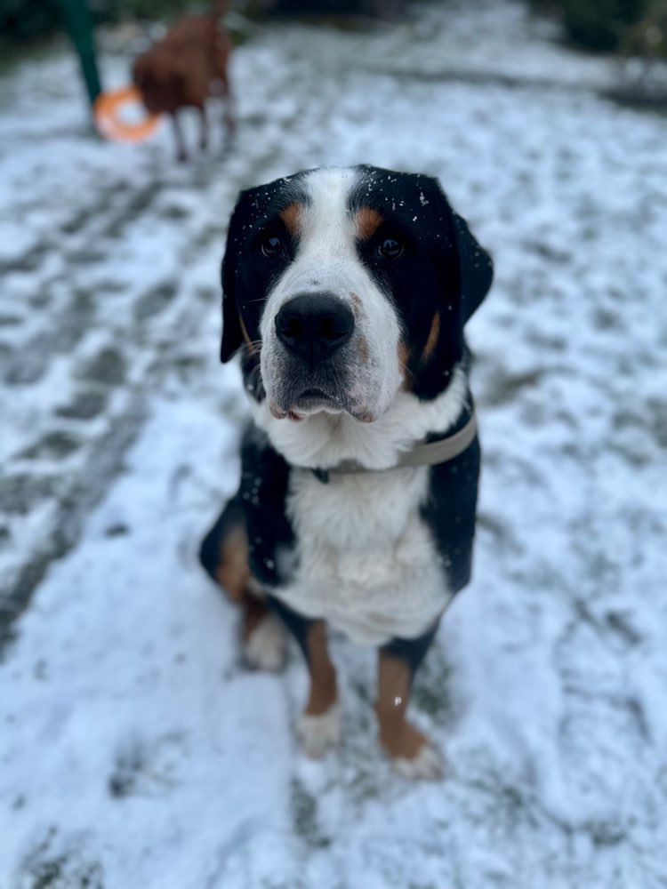 Hundetreffen-Social Walk (angeleint)-Profilbild