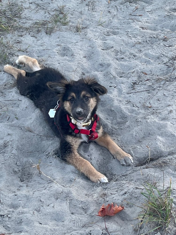 Hundetreffen-Neue Freunde für Amy-Profilbild