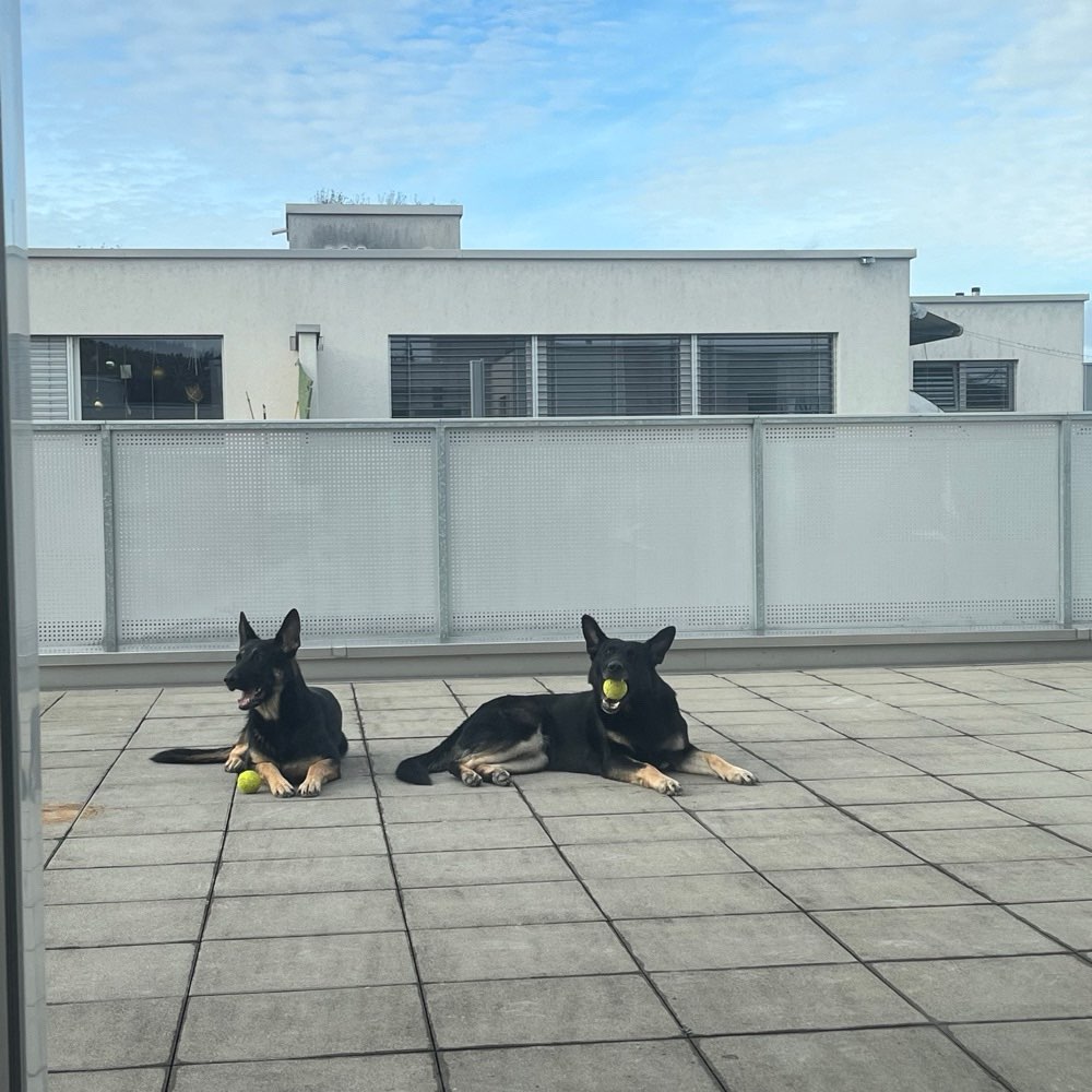 Hundetreffen-Social Walk-Profilbild