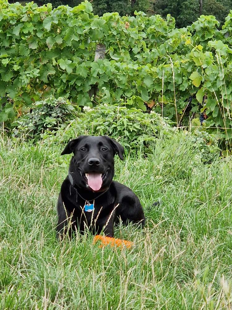 Hundetreffen-Gassi- ,Trainings- und Spielkumpel gesucht-Profilbild