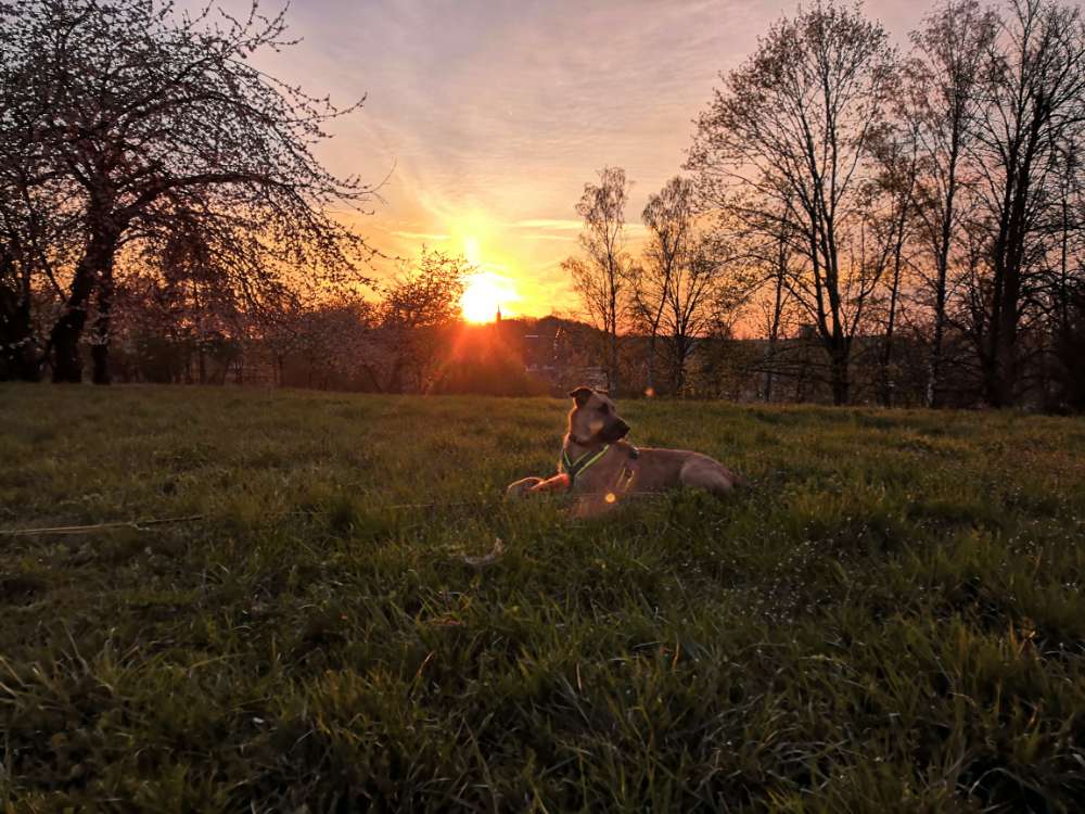 Hundetreffen-Spielgefährte gesucht-Profilbild