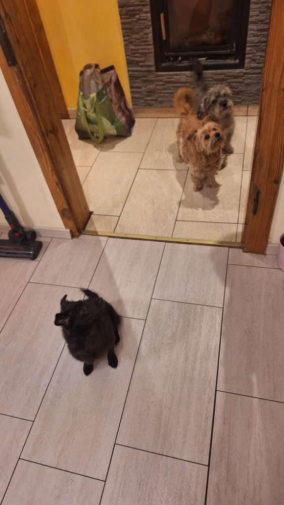 Hundetreffen-Welpentreff Zapfendorf und Umgebung-Profilbild