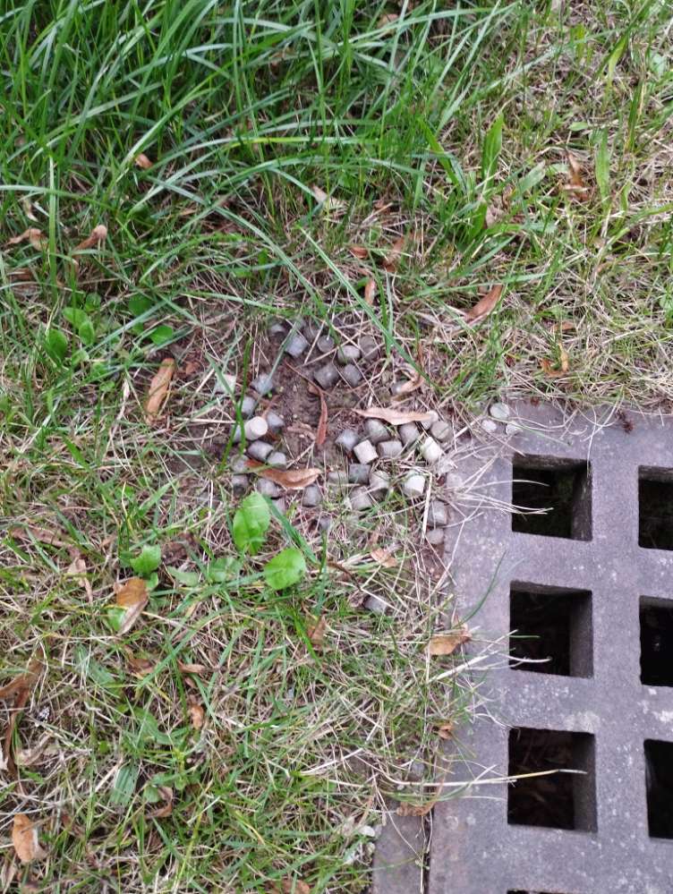 Giftköder-Giftköder-Profilbild