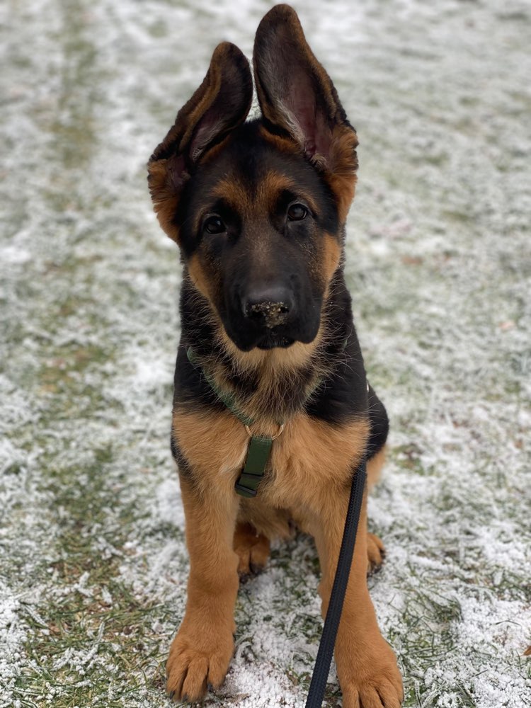 Hundetreffen-Spielstunde in Stendal-Profilbild