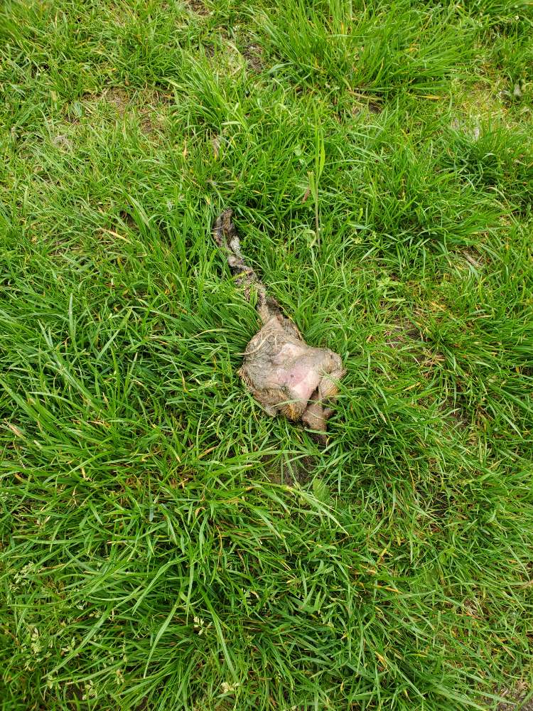 Giftköder-Tierkadaver in der Gemarkung Essenheim-Profilbild