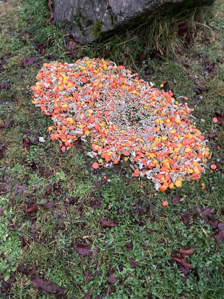 Giftköder-"Gemüseallerlei" ausgelegt-Profilbild