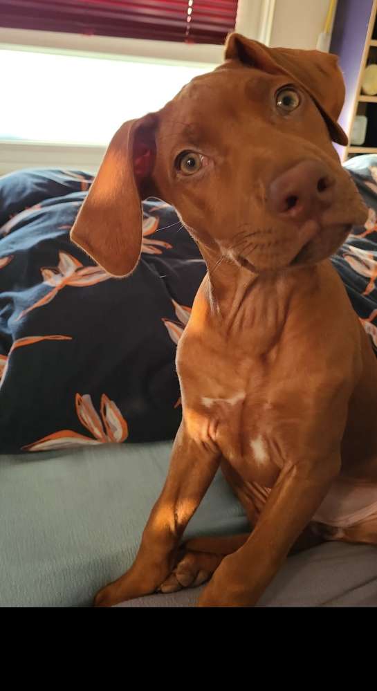 Hundetreffen-RR (1 Jahr alt) sucht Hundefreunde zum Trainieren, Gassi gehen und Spielen :)-Profilbild