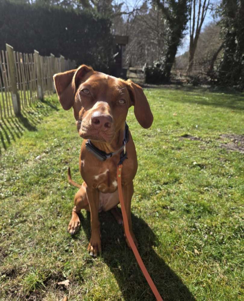 Hundetreffen-RR Hündin sucht Hundefreunde zum Spielen in Tegel oder Mahlow :)-Profilbild