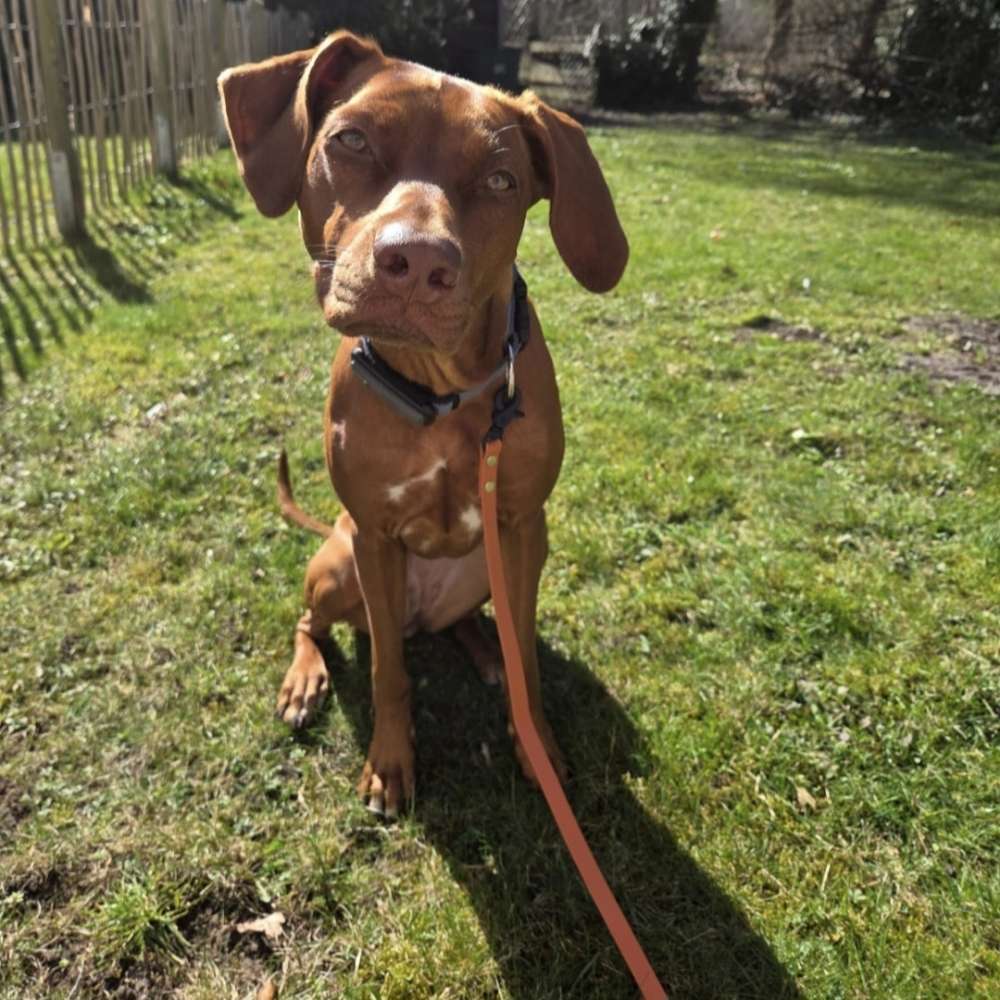 Hundetreffen-RR Hündin sucht Hundefreunde zum Spielen in Mahlow oder Tegel :)-Profilbild