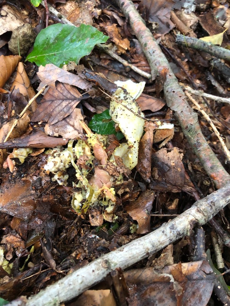Giftköder-Fleisch und Fischreste-Profilbild