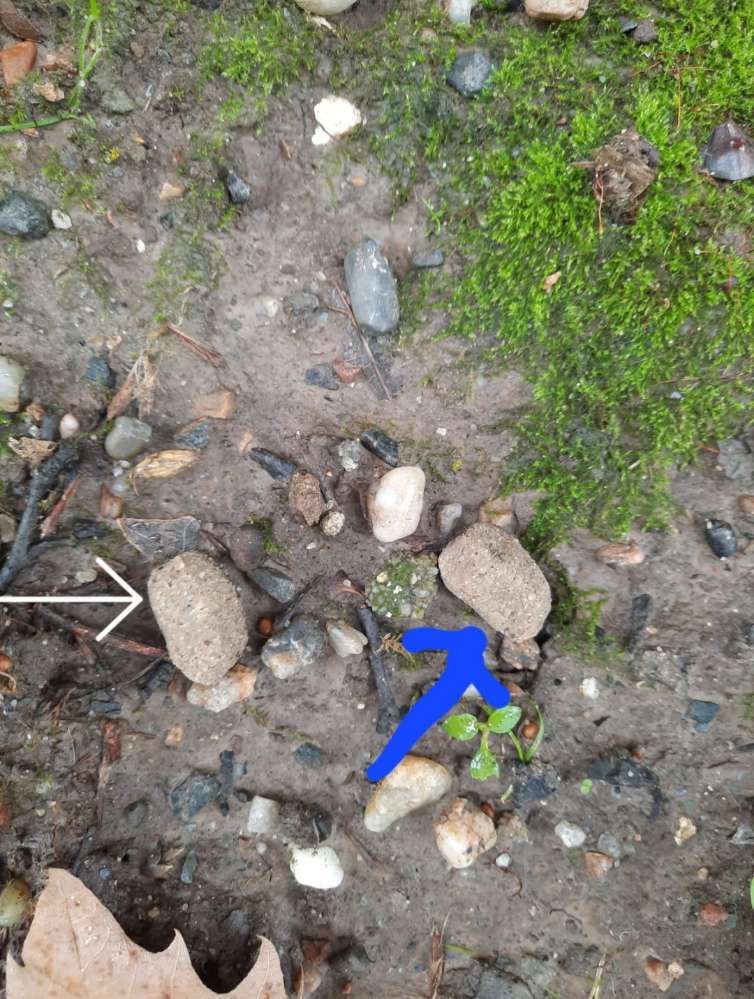 Giftköder-Vermutlich Giftköder-Profilbild