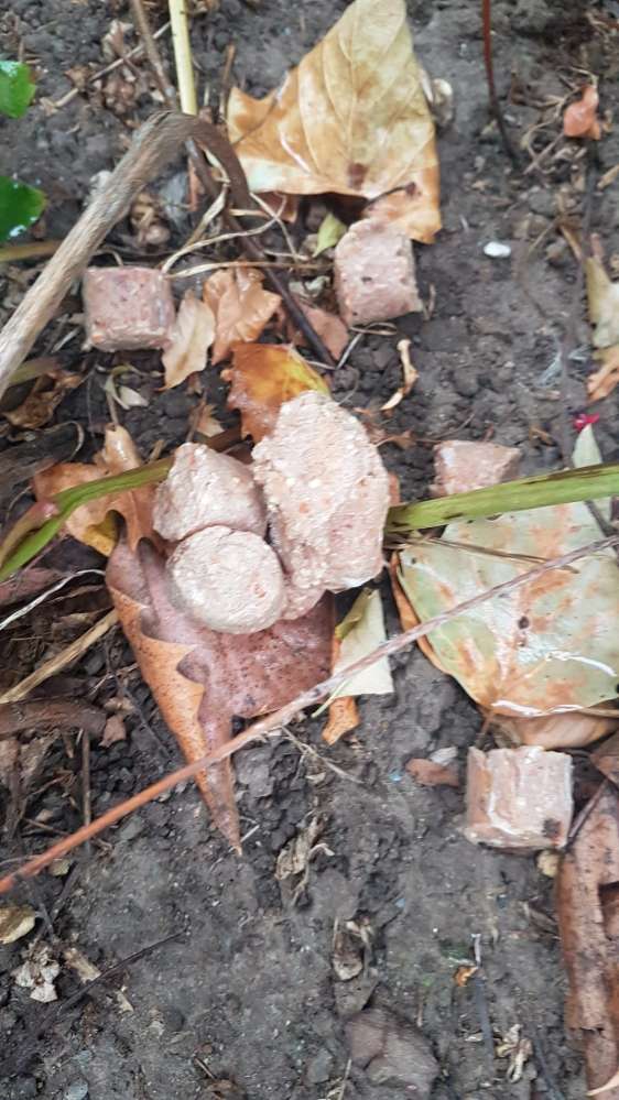 Giftköder-Möglicher Giftköder-Profilbild