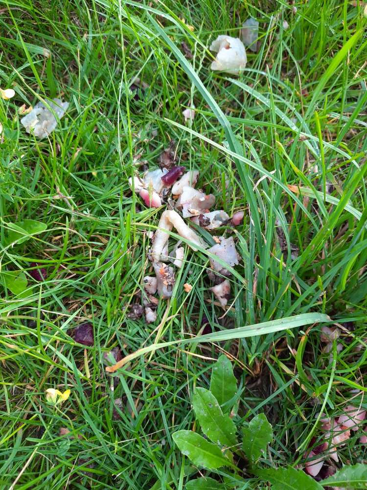 Giftköder-Seltsame Masse in der Wiese-Profilbild