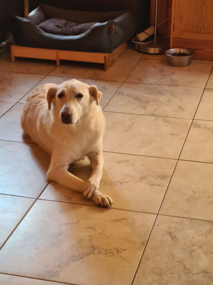 Hundetreffen-Freunde zum Spielen gesucht :D-Profilbild