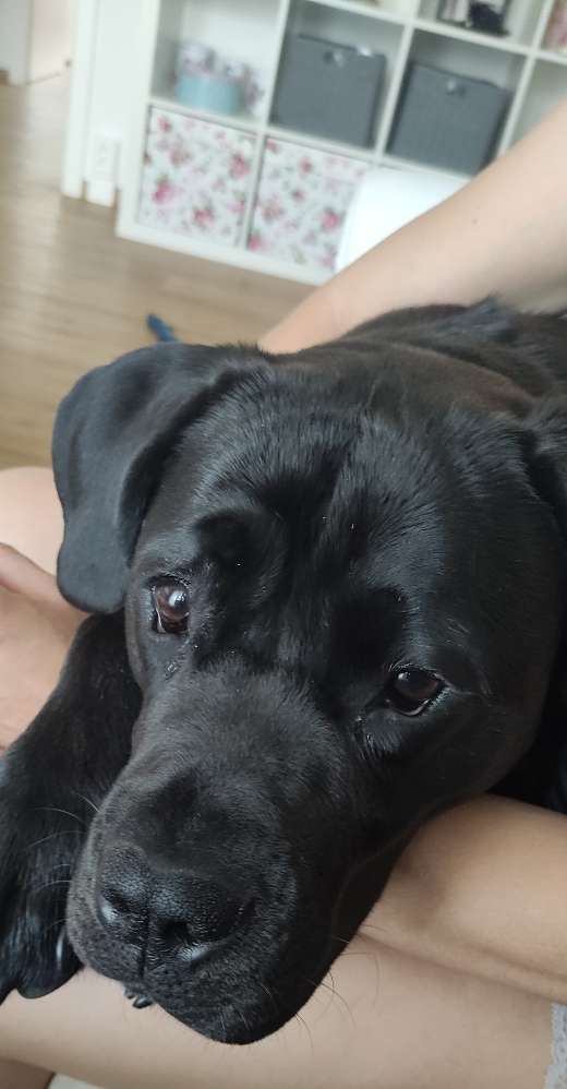 Hundetreffen-Neue Hundefreunde zum gemeinsamen Gassi gehen-Profilbild