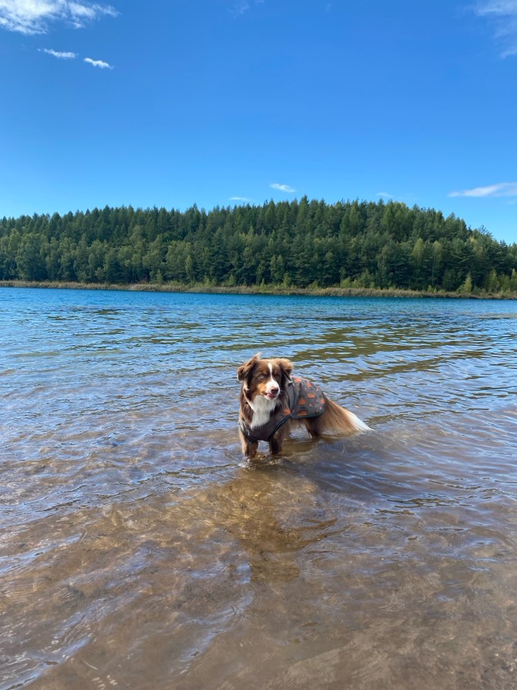 Hundetreffen-Hundesitter gesucht!-Profilbild