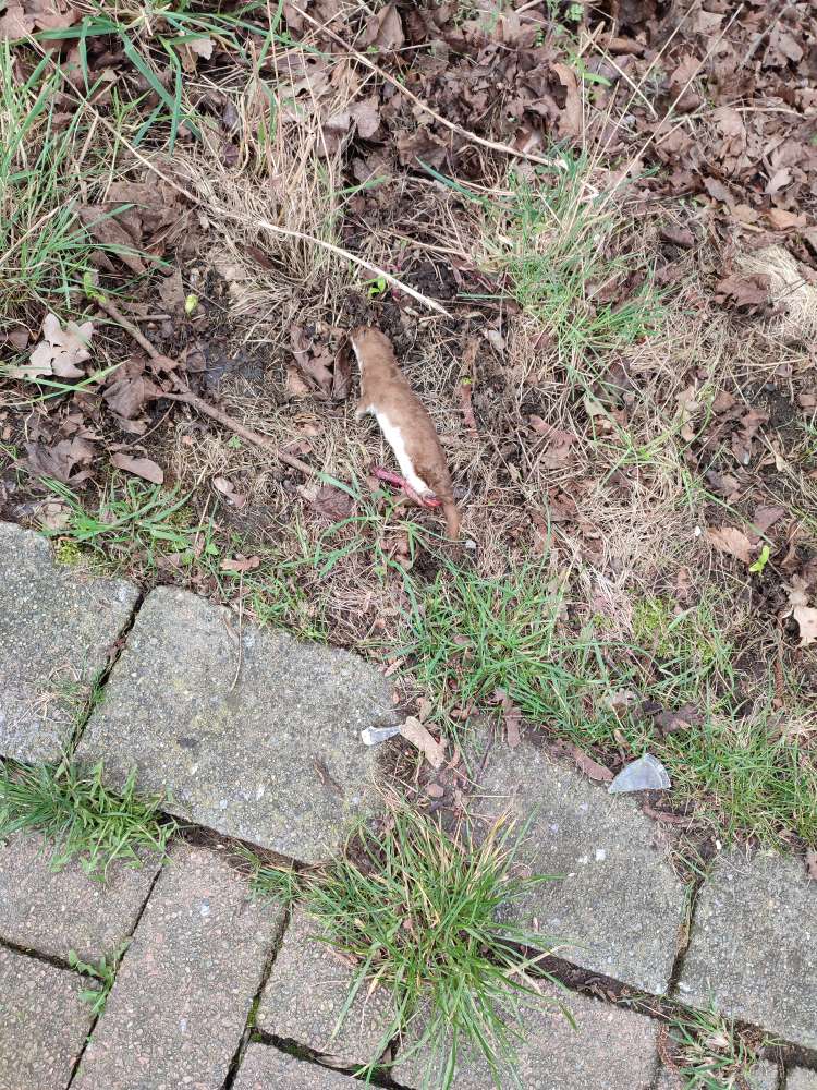 Giftköder-Totes Tier neben dem Gehweg-Profilbild