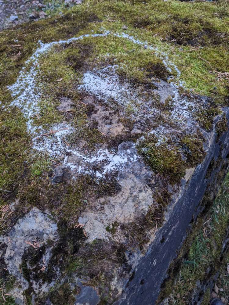 Giftköder-Weißes Pulver / Gift?-Profilbild