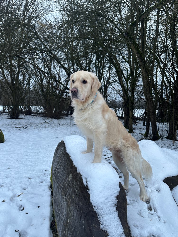 Hundetreffen-🐾 Gassi-Buddys gesucht :)-Profilbild