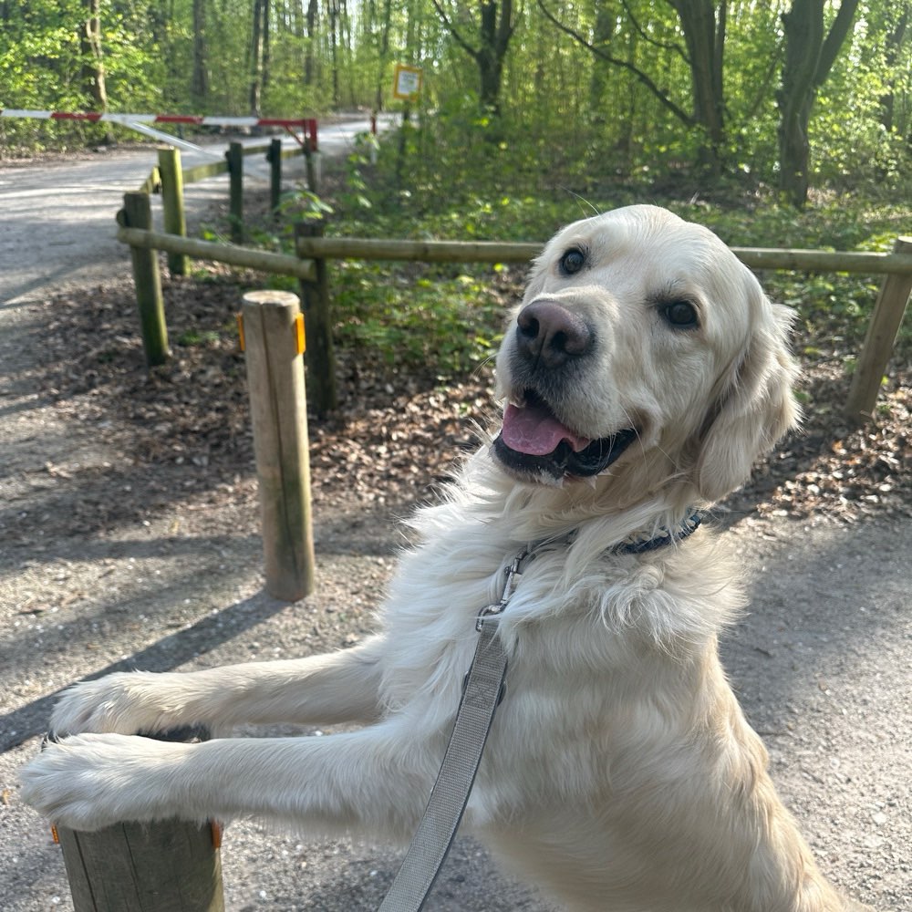 Hundetreffen-🐾 Gassi-Buddys gesucht :)-Profilbild