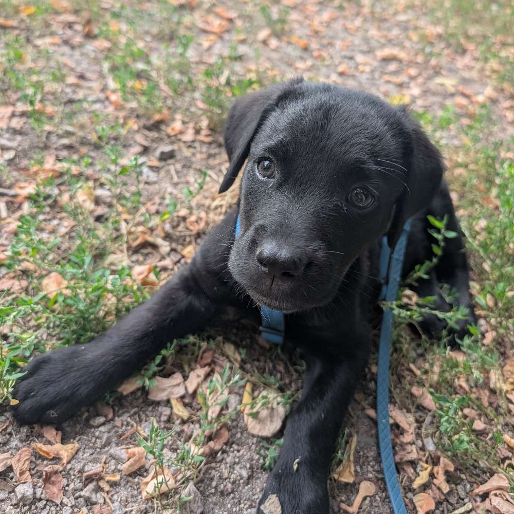 Hundetreffen-Treffen zum spielen 🐶-Profilbild