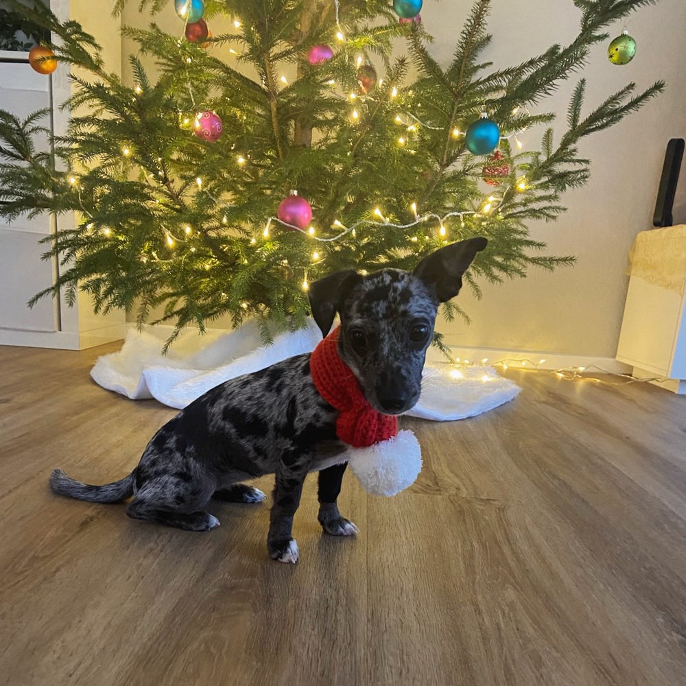 Hundetreffen-Kleines Hundetreffen (1-10Kg)-Profilbild