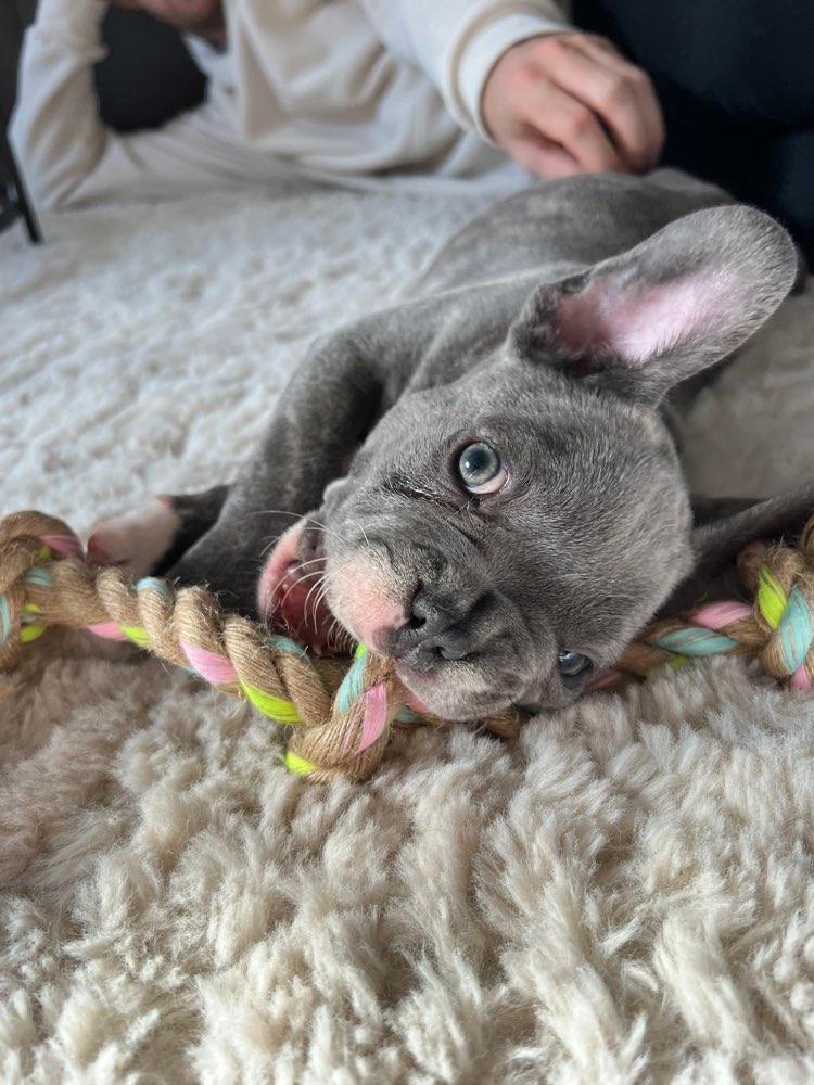 Hundetreffen-Welpentreff gesucht-Profilbild