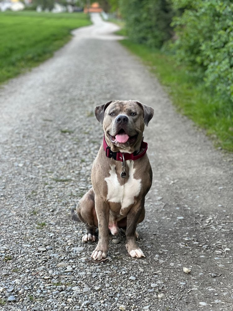 Hundetreffen-Spielkameraden gesucht 🐶-Profilbild