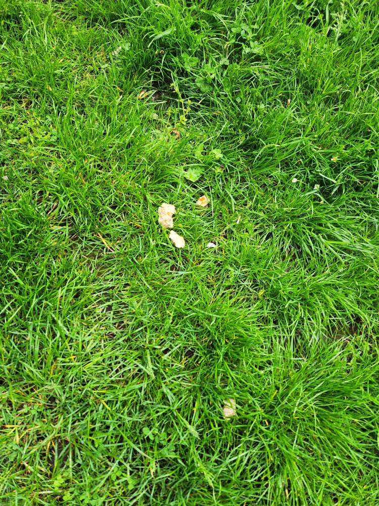 Giftköder-evtl giftköder fleischwurst-Profilbild