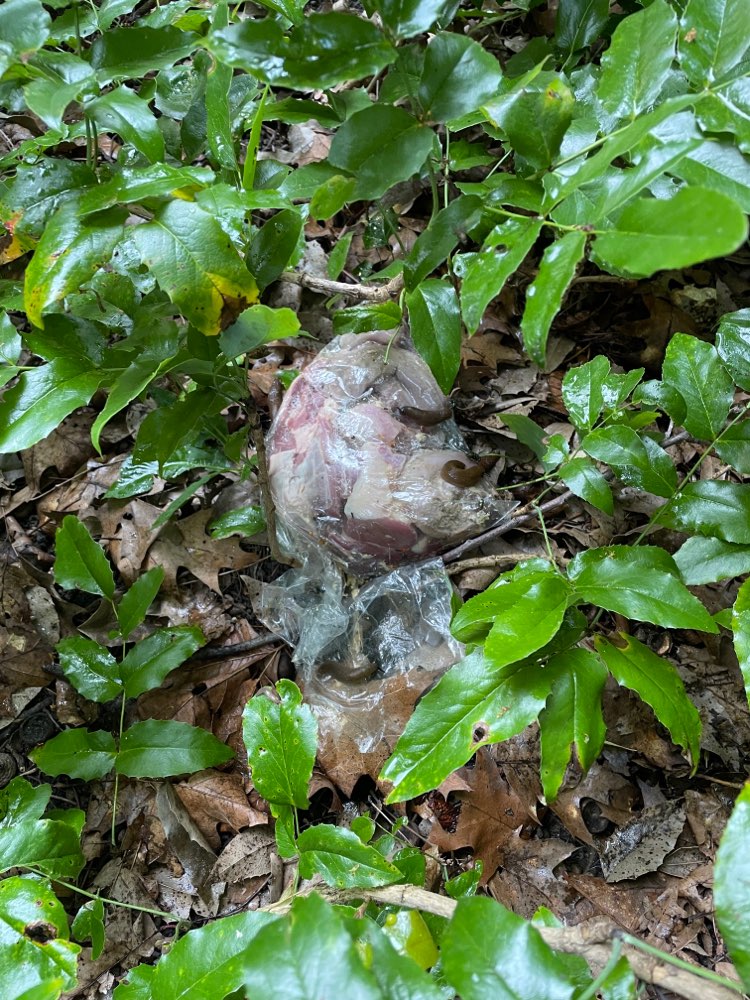 Giftköder-Große Tüte mit Fleisch-Profilbild