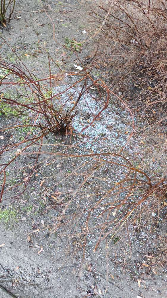 Giftköder-Vermutlich Blaukorn (giftig)-Profilbild