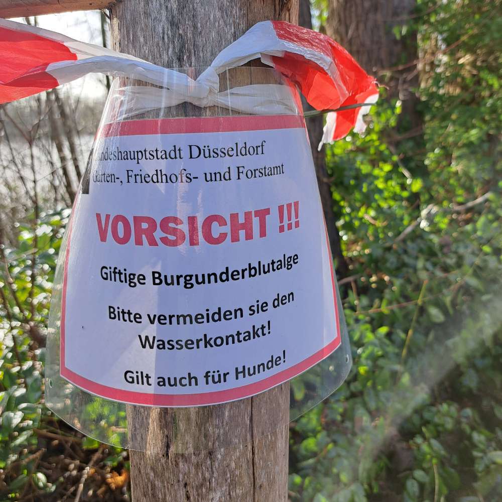 Giftköder-Giftige Burgunderblutalge-Profilbild