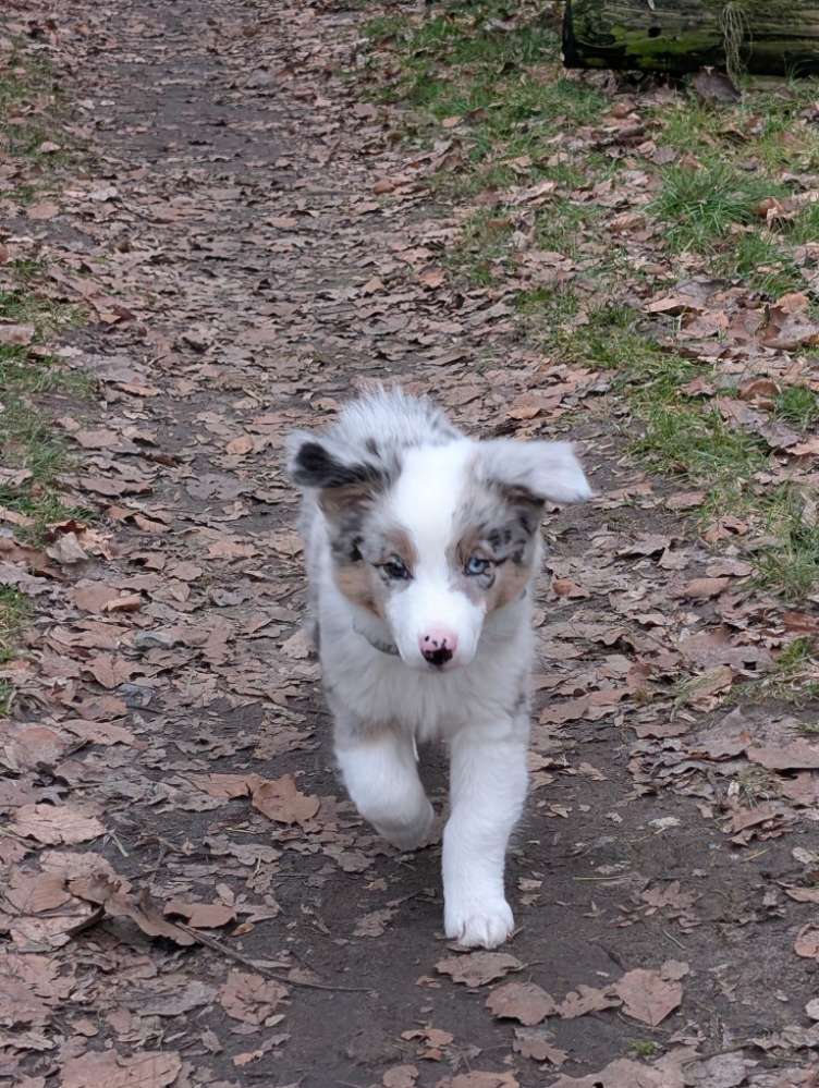 Hundetreffen-Welpe sucht Spielgefährten-Profilbild