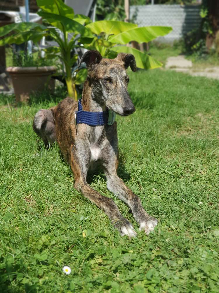 Hundetreffen-Andere Windhunde gesucht  :)-Profilbild