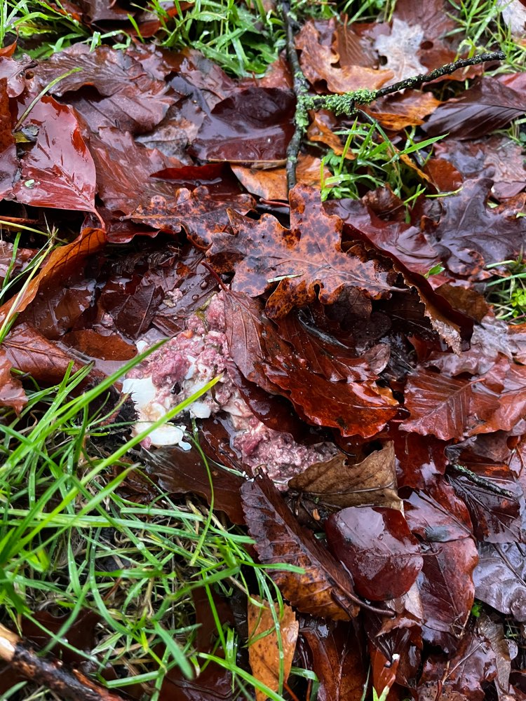 Giftköder-Evtl. Giftköder-Profilbild