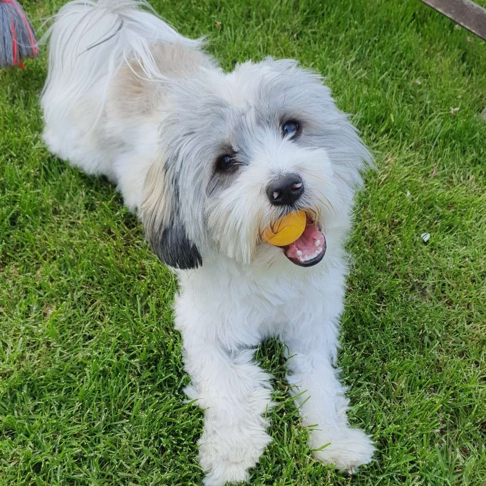 Hundetreffen-Treffen zum spielen & Gassi gehen 🐕👣🐾-Profilbild