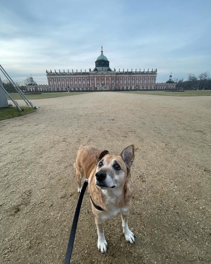 Hundetreffen-Gassirunde mit älterem Hund-Profilbild