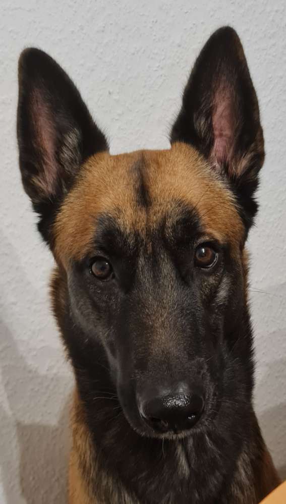 Hundetreffen-Pubertier sucht souveräne Spielgefährten-Profilbild