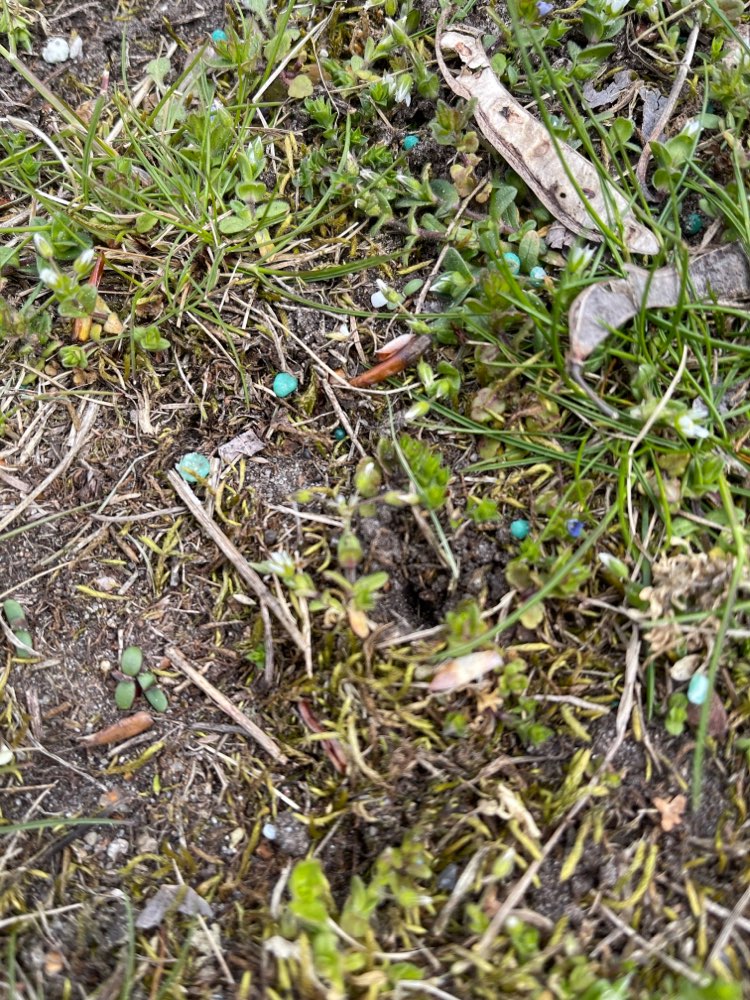 Giftköder-Schneckenkorn Geschichtspark, Moabit-Profilbild