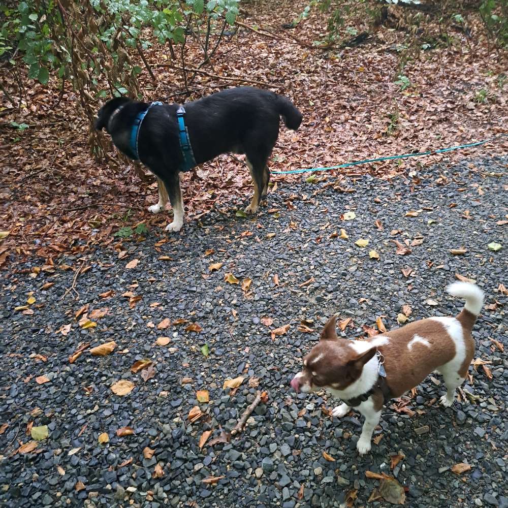 Hundetreffen-Gassirunde im Süden von Braunschweig-Profilbild